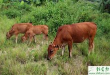 黄牛生产催肥两法