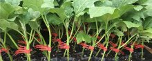 育茄子苗的方法,前期催芽是关键,后期管理需