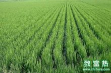 2017种水稻赚钱吗?2017水稻种植前景及市场