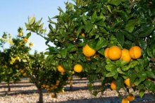 橘子树苗市场价格多少钱一棵,橘子树的种植