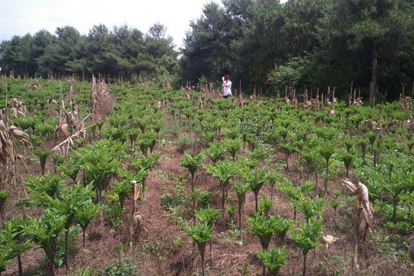 魔芋种植方法与种植条件，对肥料需求较大