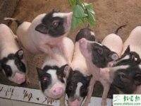 养殖香猪的日粮标准与饲料调制