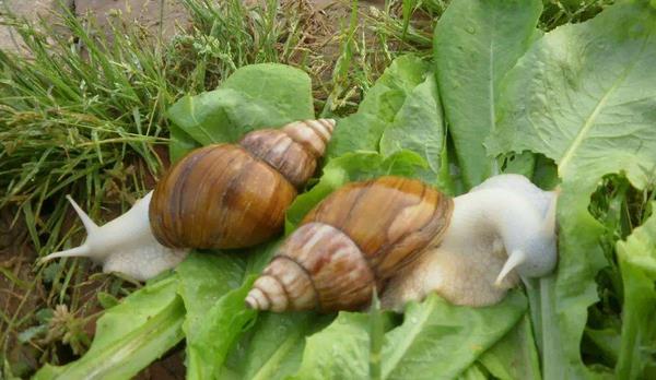 白玉蜗牛怎么养 白玉蜗牛吃什么