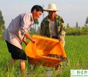 养殖台湾泥鳅投料喂养的三个注意事项