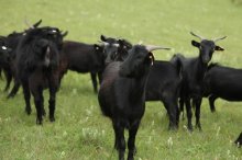 养30只黑山羊要多少钱,黑山羊养殖前景及利