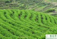 种茶叶秋季短穗扦插技术
