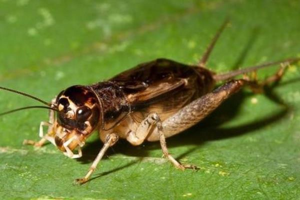 蟋蟀品种图谱和名称