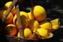 黄河蜜瓜功效与作用及禁忌,黄河蜜瓜营养价