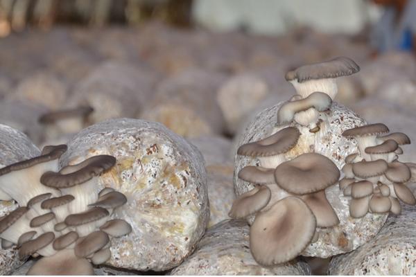 平菇高产种植技术 自己在家怎么种平菇