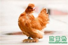 北京油鸡做法、北京油鸡怎么做最好吃