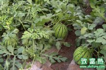 地膜西瓜如何栽培能高产