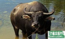 水牛的养殖技术和饲养管理