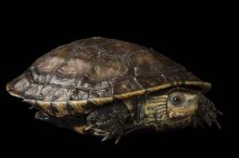 石龟吃什么长得快