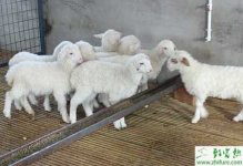 养殖湖羊种母羊的饲养管理技术
