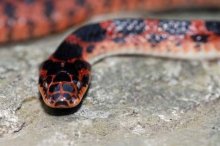 红斑蛇市场价格多少钱一斤,红斑蛇有毒吗
