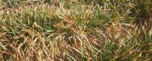 小麦苗发黄是什么原因?不及时处理会干叶