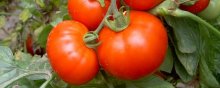 西红柿打蔫怎么挽救,不同情况采用不同处理