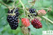 种黑莓的密植高产