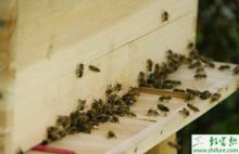 养殖蜜蜂如何培育好蜂王