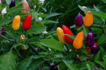 观赏辣椒的种植方法与时间,盆栽观赏辣椒怎