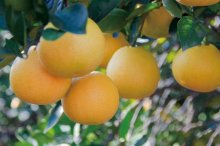 胡柚市场价格多少钱一斤,胡柚的功效与作用