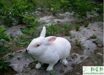 养殖有机獭兔的环境因素