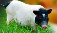 巴马香猪市场价格多少钱一斤,巴马香猪的销