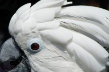 大白凤头鹦鹉市场价格多少钱一只,中国养大
