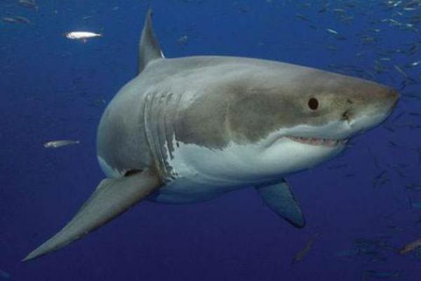 宠物鲨鱼市场价格多少钱一只 宠物鲨鱼品种大全