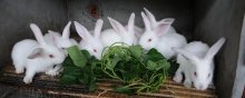养殖兔子的技术！怎么选择种兔？怎么搭建兔舍？怎