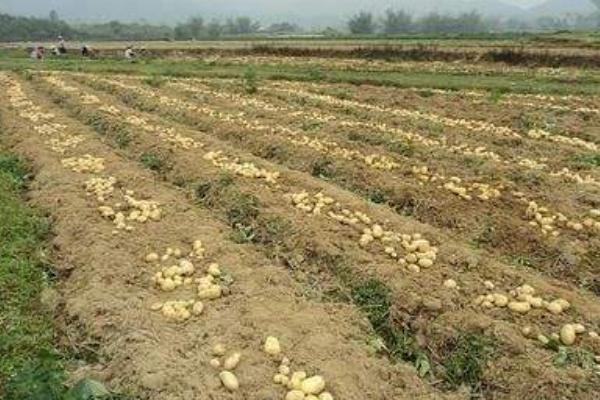 土豆种植技术与管理方法