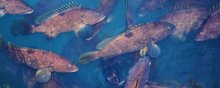 石斑鱼养殖周期和成本,1年至3年,投入高周期