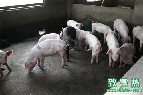 从猪排尿怎么辨别猪病？母猪怎么驱虫？