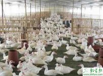 养殖肉鸭提高肉鸭成活率技术措施