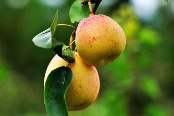 苹果梨市场价格多少钱一斤 苹果梨的营养价值