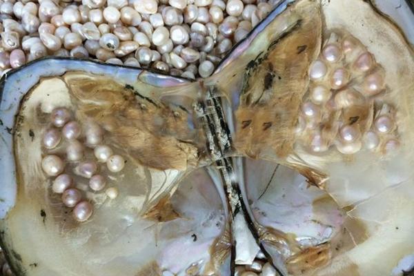 河蚌怎么养出珍珠 河蚌养殖技术