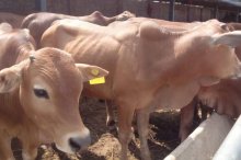 肉牛犊市场价格多少钱一头,三个月的牛犊能