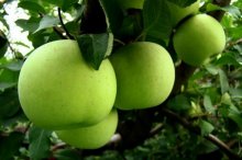 青香蕉苹果市场价格多少钱一斤,青香蕉苹果