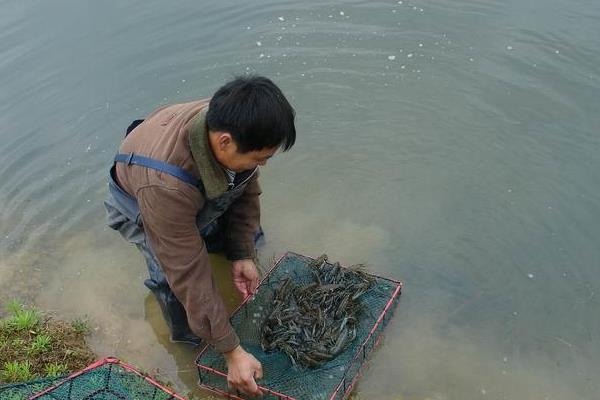 淡水虾的养殖技术