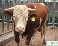 养殖肉牛低耗高效长得快的饲养技术