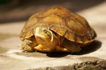 黄喉拟水龟市场价格多少钱一只,黄喉拟水龟