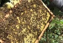中蜂分蜂热的防治方法