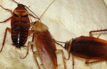 蟑螂养殖技术