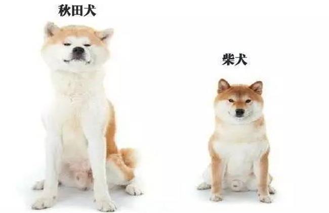 秋田犬与柴犬