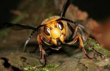 胡蜂的寿命有多长?
