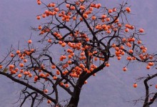 种柿子树寓意,象征吉祥喜庆,财运满满日子红