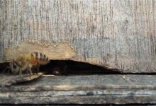 蜜蜂不出巢是什么原因
