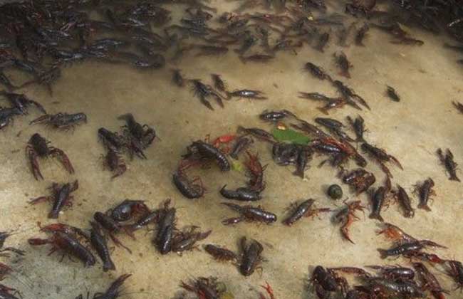 软壳龙虾养殖技术