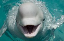 海豚是哺乳动物吗?