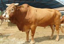 鲁西黄牛犊该怎么管理